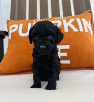 Knight, a male Miniature Goldendoodle for sale in Auburn, IN – 1 of 6