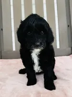Opal, a female Miniature Goldendoodle for sale in Auburn, IN – 2 of 5