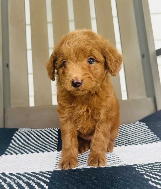 Scarlett  – Miniature Goldendoodle puppy for sale in Auburn, IN