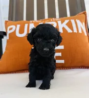 Knight, a male Miniature Goldendoodle for sale in Auburn, IN – 2 of 6