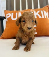 Scarlett , a female Miniature Goldendoodle for sale in Auburn, IN – 3 of 6