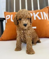 Russell , a male Miniature Goldendoodle for sale in Auburn, IN – 3 of 8