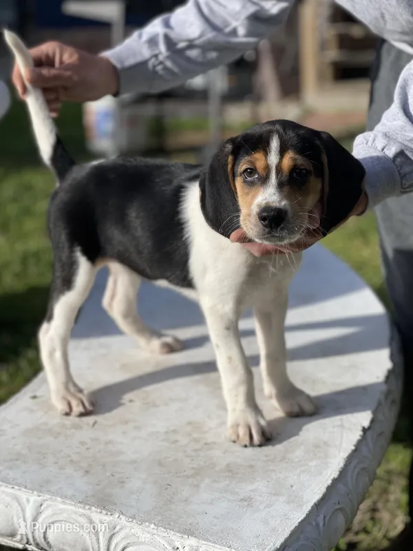 Pinky – Treeing Walker Coonhound puppy for sale in Hampton, VA