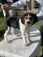 Pinky, a female Treeing Walker Coonhound for sale in Hampton, VA – Photo 1 of 8