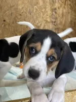 Pinky, a female Treeing Walker Coonhound for sale in Hampton, VA – Photo 5 of 8