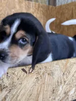 Pinky, a female Treeing Walker Coonhound for sale in Hampton, VA – Photo 3 of 8
