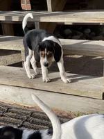 Pinky, a female Treeing Walker Coonhound for sale in Hampton, VA – Photo 8 of 8