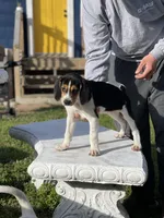 Pinky, a female Treeing Walker Coonhound for sale in Hampton, VA – Photo 7 of 8