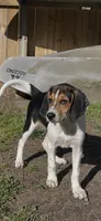 Pinky, a female Treeing Walker Coonhound for sale in Hampton, VA – Photo 2 of 8