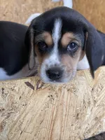 Pinky, a female Treeing Walker Coonhound for sale in Hampton, VA – Photo 6 of 8