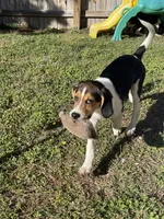 Pinky, a female Treeing Walker Coonhound for sale in Hampton, VA – Photo 4 of 8