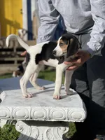 Daisy, a female Treeing Walker Coonhound for sale in Hampton, VA – Photo 5 of 7