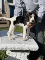 Daisy, a female Treeing Walker Coonhound for sale in Hampton, VA – Photo 6 of 7