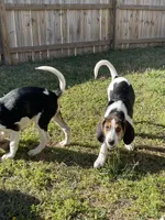 Daisy, a female Treeing Walker Coonhound for sale in Hampton, VA – Photo 2 of 7