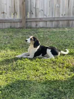 Daisy, a female Treeing Walker Coonhound for sale in Hampton, VA – Photo 4 of 7