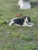 Daisy, a female Treeing Walker Coonhound for sale in Hampton, VA – Photo 7 of 7