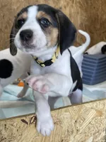 Daisy, a female Treeing Walker Coonhound for sale in Hampton, VA – Photo 3 of 7