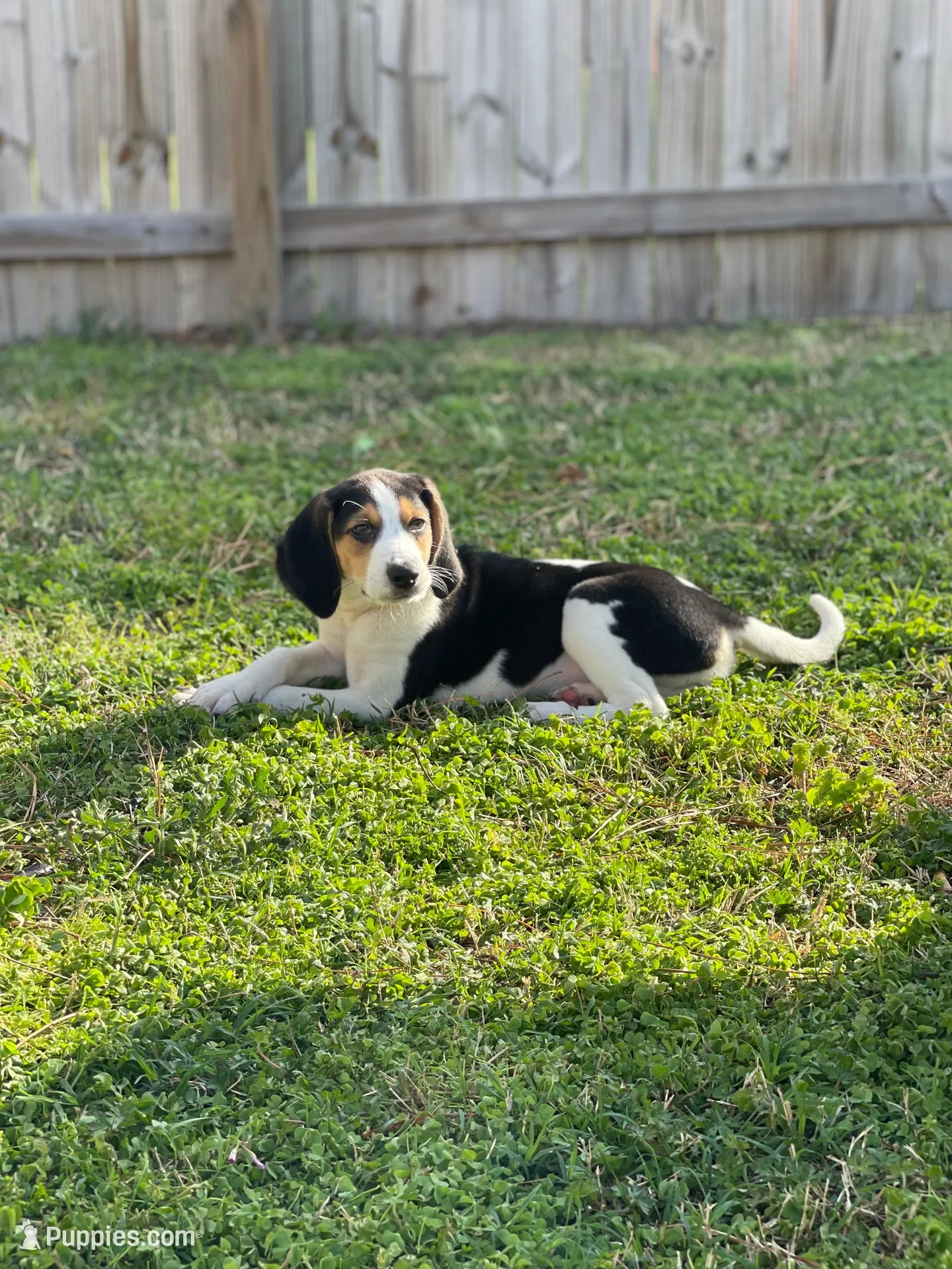 Daisy, a female Treeing Walker Coonhound for sale in Hampton, VA – Photo 1 of 7
