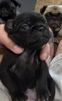 Miley, a female Pug for sale in West Warwick, RI – 4 of 9