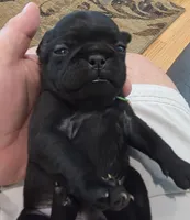 Marley, a male Pug for sale in West Warwick, RI – 5 of 8