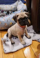 Matteo, a male Pug for sale in West Warwick, RI – Photo 2 of 10