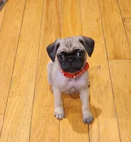 Matteo, a male Pug for sale in West Warwick, RI – Photo 5 of 10