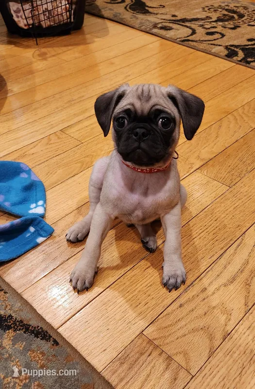 Matteo, a male Pug for sale in West Warwick, RI – Photo 1 of 10