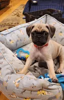 Matteo, a male Pug for sale in West Warwick, RI – Photo 3 of 10