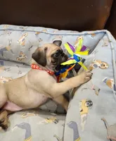 Matteo, a male Pug for sale in West Warwick, RI – Photo 9 of 10