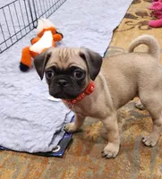 Matteo, a male Pug for sale in West Warwick, RI – Photo 8 of 10