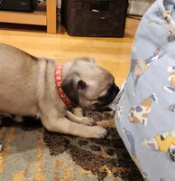 Matteo, a male Pug for sale in West Warwick, RI – Photo 7 of 10