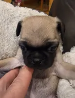 Adele, a female Pug for sale in West Warwick, RI – 2 of 9
