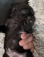 Dolly, a female Pug for sale in West Warwick, RI – 6 of 10