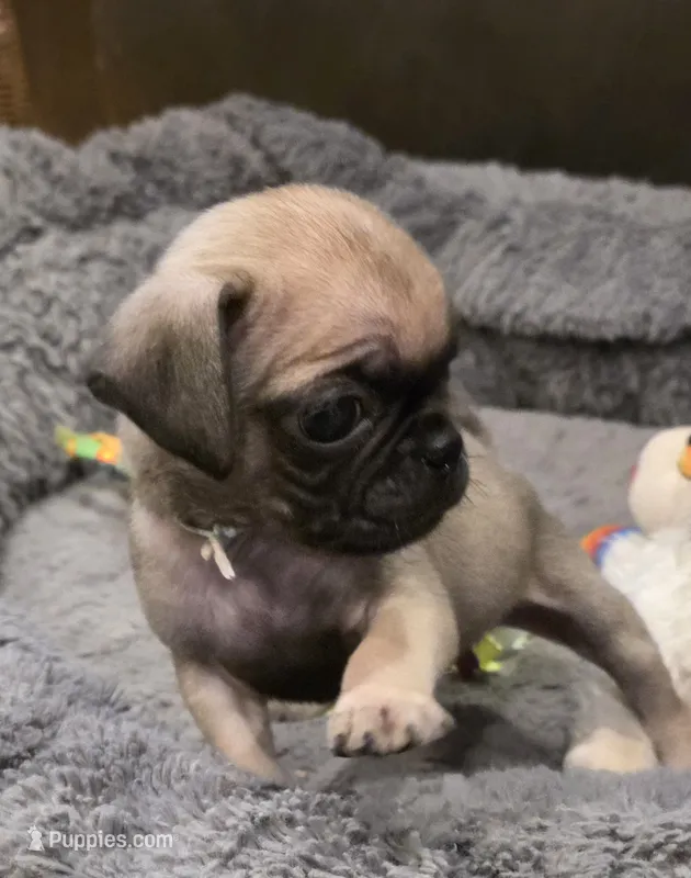 Bruno – Pug puppy for sale in West Warwick, RI