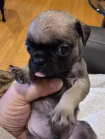 Bruno, a male Pug for sale in West Warwick, RI – 3 of 8