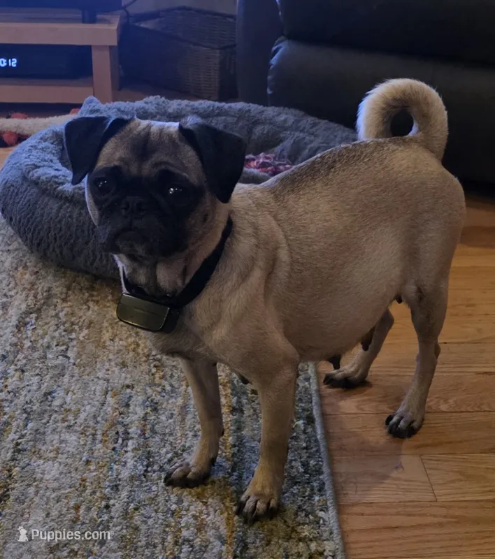 Jewel – Pug puppy for sale in West Warwick, RI