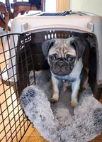 Nino, a male Pug for sale in West Warwick, RI – Photo 2 of 10