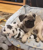 Nino, a male Pug for sale in West Warwick, RI – Photo 7 of 10