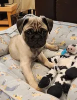 Nino, a male Pug for sale in West Warwick, RI – Photo 6 of 10