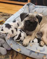 Nino, a male Pug for sale in West Warwick, RI – Photo 4 of 10