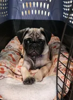 Nino, a male Pug for sale in West Warwick, RI – Photo 1 of 10