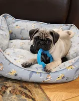 Nino, a male Pug for sale in West Warwick, RI – Photo 5 of 10