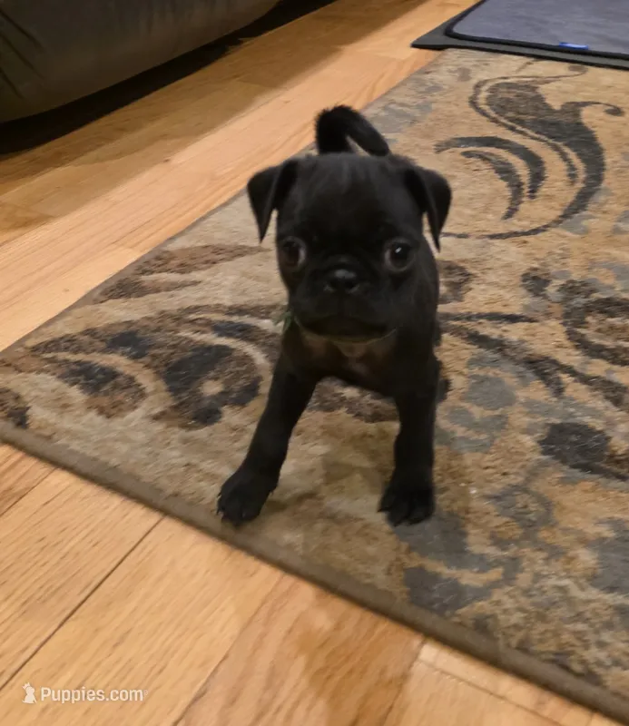 Marley – Pug puppy for sale in West Warwick, RI