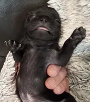 Dolly, a female Pug for sale in West Warwick, RI – 7 of 10