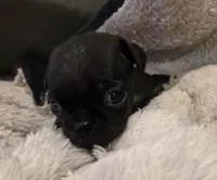 Jewel, a female Pug for sale in West Warwick, RI – 2 of 9