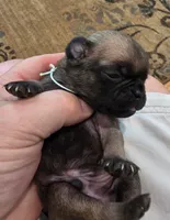 Bruno, a male Pug for sale in West Warwick, RI – 7 of 8