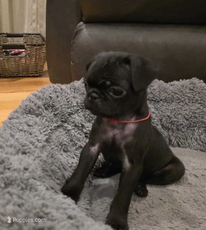 Dolly – Pug puppy for sale in West Warwick, RI