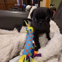 Sade, a female Pug for sale in West Warwick, RI – 3 of 9