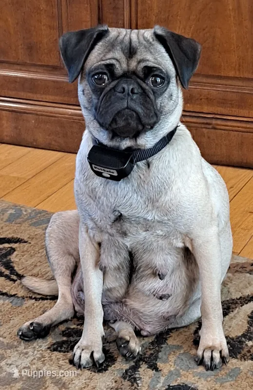 Dolly – Pug puppy for sale in West Warwick, RI