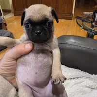 Adele, a female Pug for sale in West Warwick, RI – 3 of 9